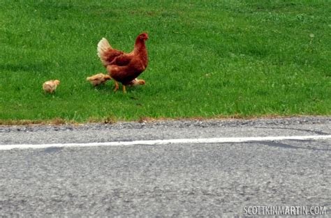 Chicken road españa in Spain